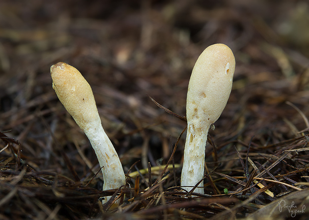 kyjovec tmavnúci Trichoderma alutaceum Jaklitsch