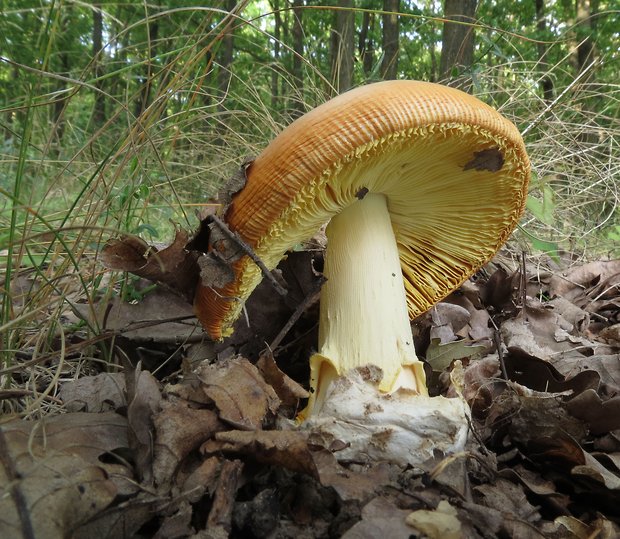 muchotrávka cisárska Amanita caesarea (Scop.) Pers.