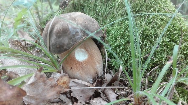 hríb bronzový Boletus aereus Bull. ex Fr.