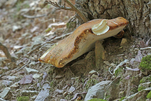 brezovník dubový Buglossoporus quercinus (Schrad.) Kotl. & Pouzar