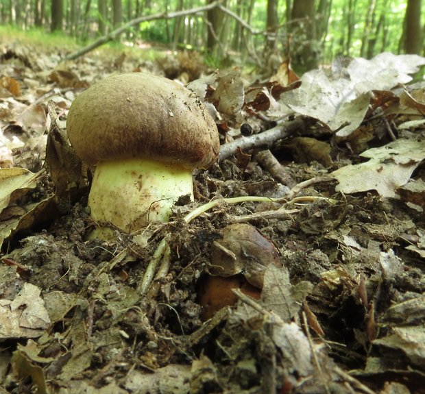 hríb príveskatý Butyriboletus appendiculatus (Schaeff. ex Fr.) Secr.