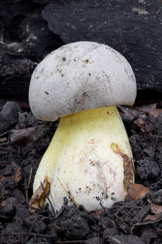 hríb striebristý Butyriboletus fechtneri (Velen.) D. Arora & J.L. Frank