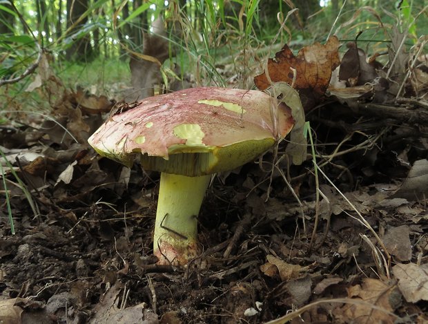 hríb kráľovský Butyriboletus regius (Krombh.) D. Arora & J.L. Frank