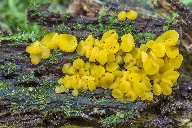 okrasník žltý Calycina citrina (Hedw.) Gray