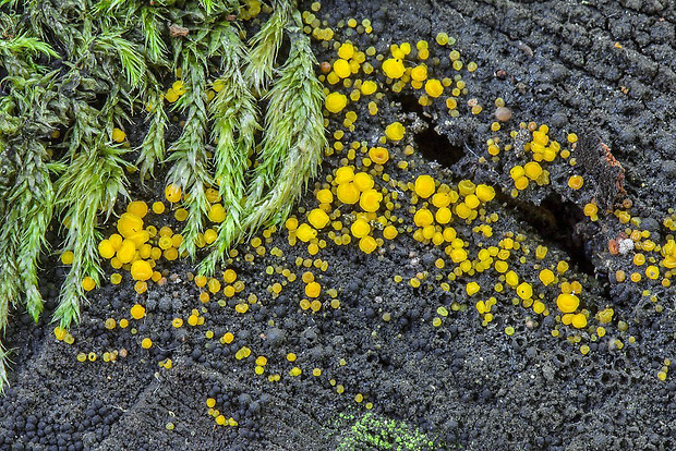 okrasník žltý Calycina citrina (Hedw.) Gray