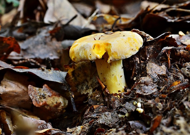 kuriatko jedlé Cantharellus cibarius Fr.