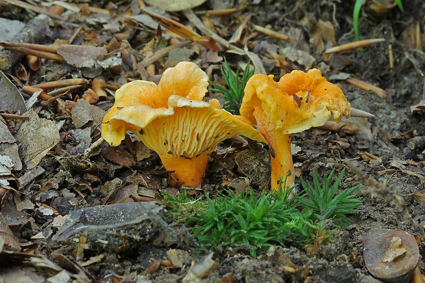 kuriatko oranžové Cantharellus friesii Quél.