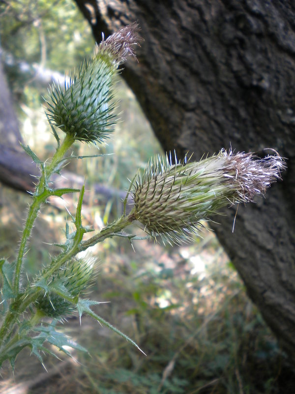 pichliač obyčajný Cirsium vulgare (Savi) Ten.