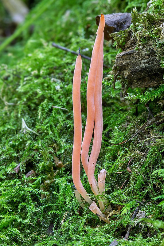 kyjačik Clavaria cf. rosea Fr.