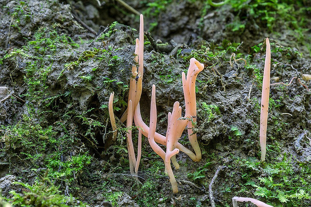 kyjačik Clavaria cf. rosea Fr.