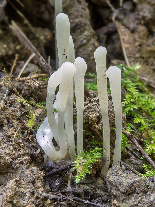 kyjačik Clavaria sp.