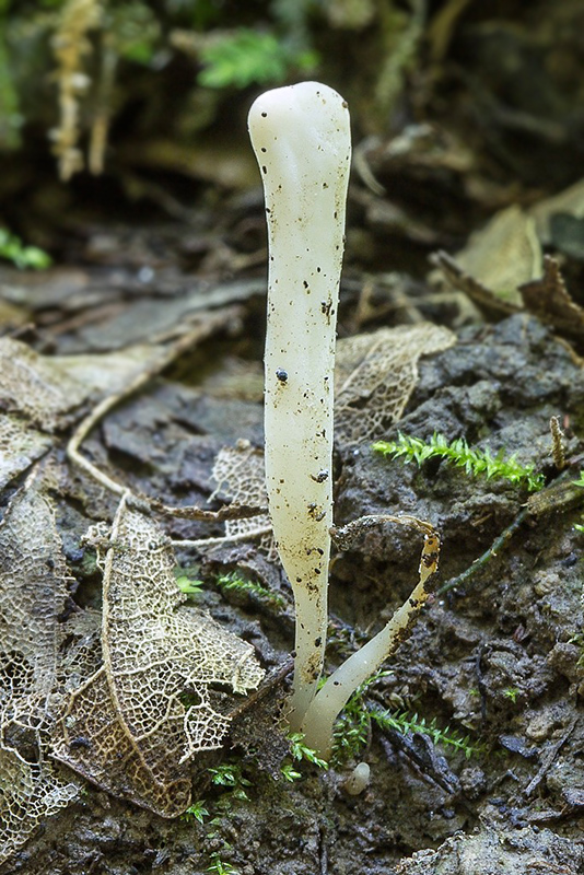 kyjačik Clavaria sp.