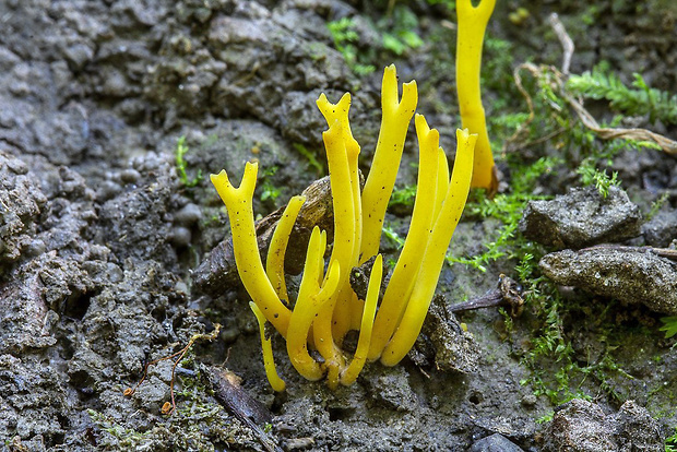 pakonárovka parôžkovitá Clavulinopsis corniculata (Schaeff.) Corner