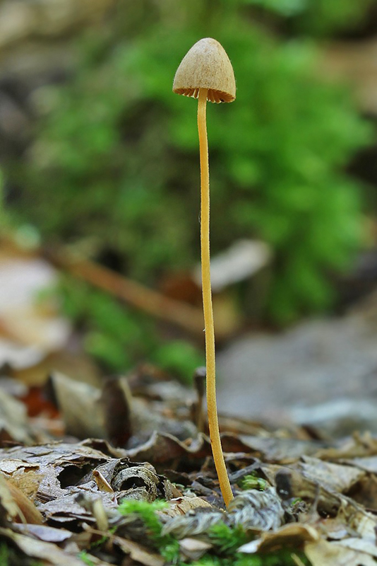 kapucňovec Conocybe sp.