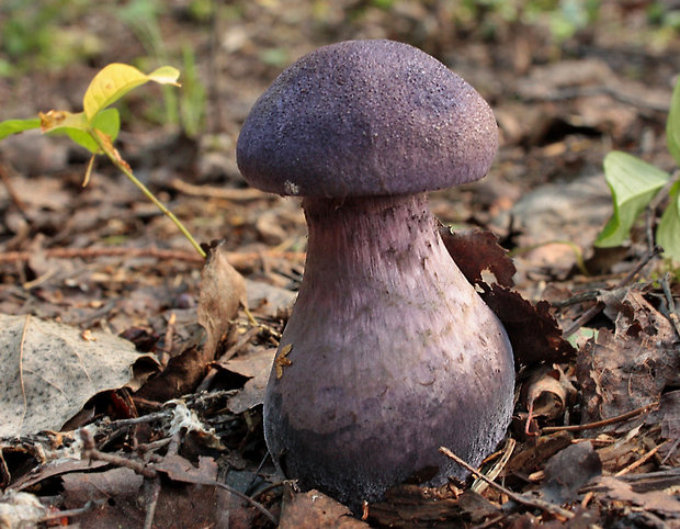 pavučinovec fialový Cortinarius violaceus  (L.) Gray