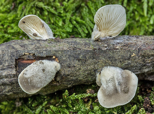 pahliva Crepidotus sp.