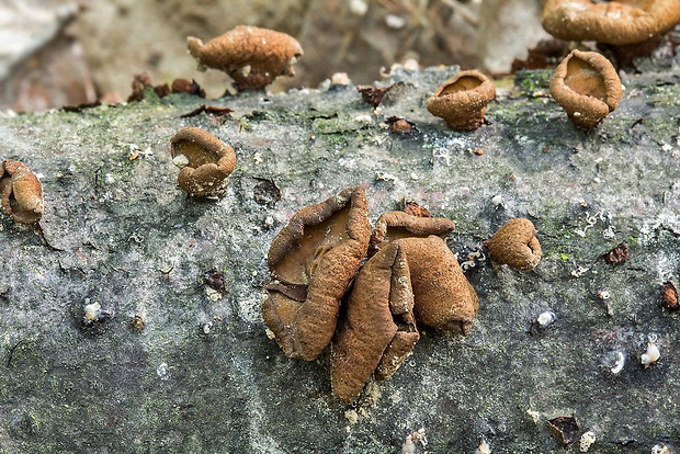 dutinovka Encoelia glaberrima (Rehm) Kirschst.