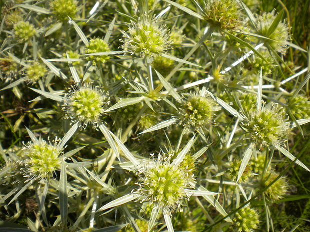 kotúč poľný Eryngium campestre L.