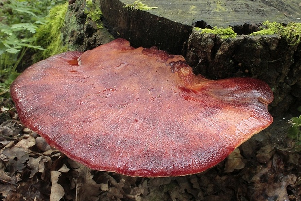 pečeňovec dubový Fistulina hepatica (Schaeff.) With.