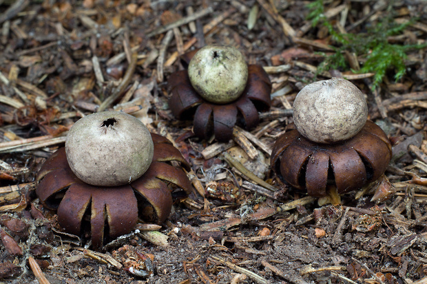 hviezdovka kvetovitá Geastrum floriforme Vittad.