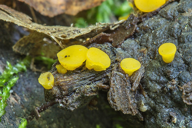 trasľavka pohárikovitá Guepiniopsis cf. buccina (Pers.) L.L. Kenn.