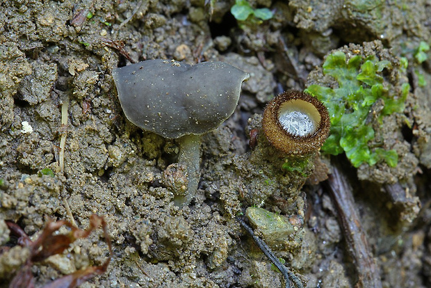 chriapač čierny Helvella atra J. König