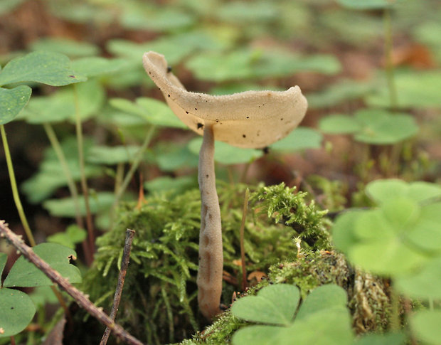 chriapač Helvella sp.