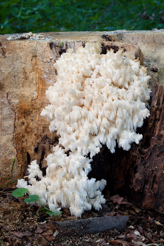 koralovec bukový Hericium coralloides (Scop.) Pers.