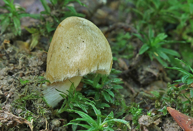 vláknica Inocybe sp.