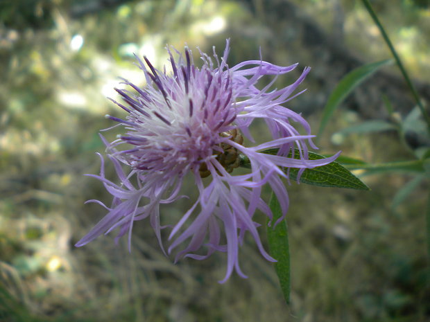 nevädzovec lúčny Jacea pratensis Lam.