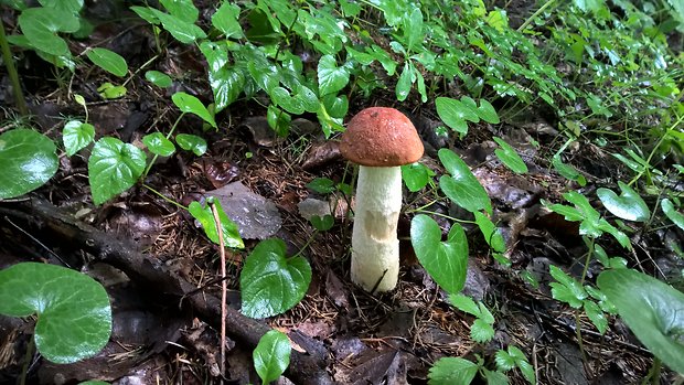 kozák osikový Leccinum albostipitatum den Bakker & Noordel.