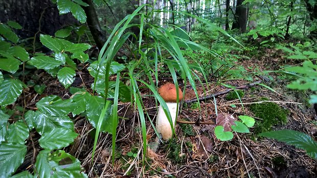 kozák osikový Leccinum albostipitatum den Bakker & Noordel.