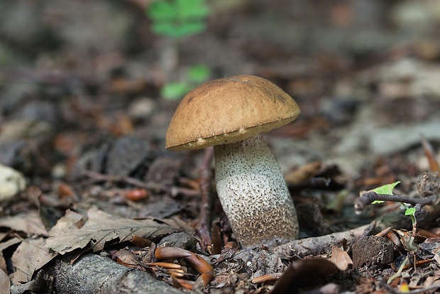 kozák hrabový Leccinum pseudoscabrum (Kallenb.) Šutara