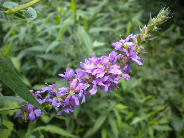 vrbica vŕbolistá Lythrum salicaria L.