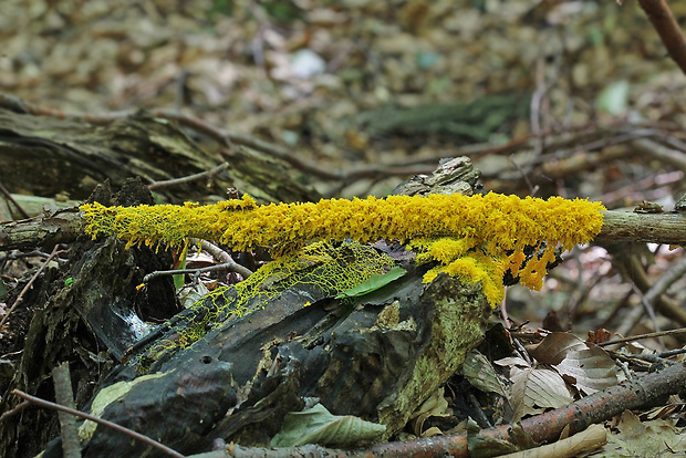 slizovka Myxomycetes