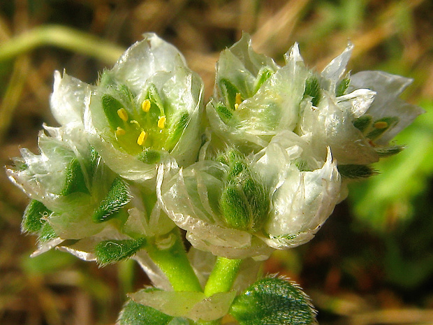 striebrenka Paronychia capitata (L.) Lam.