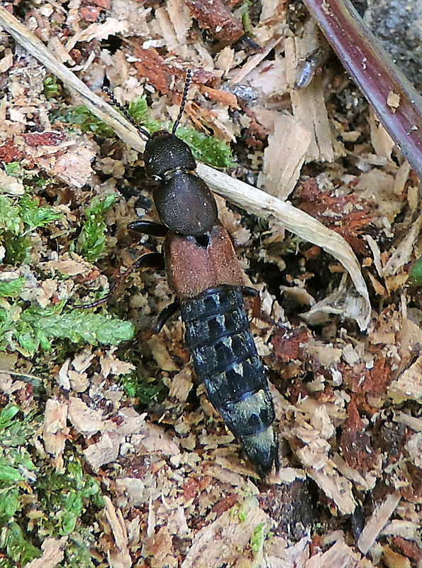 drobčík / drabčík Platydracus chalcocephalus  Fabricius, 1801