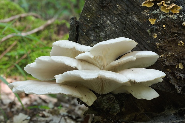 hliva buková Pleurotus pulmonarius (Fr.) Quél.