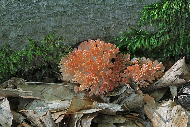 strapačka koralovitá Ramaria botrytis (Pers.) Ricken