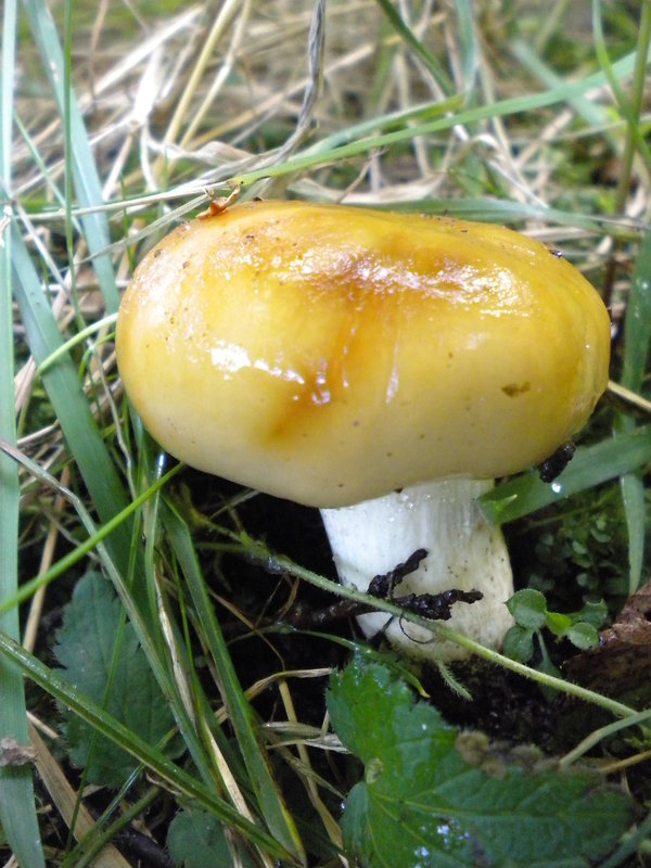 plávka smradľavá Russula foetens Pers.