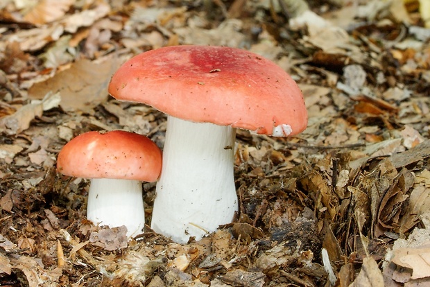 plávka úhľadná Russula rosea Pers.