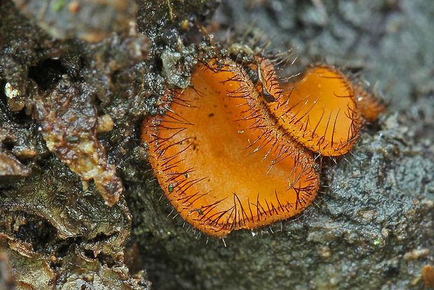 štítovnička Scutellinia crinita (Bull.) Lambotte