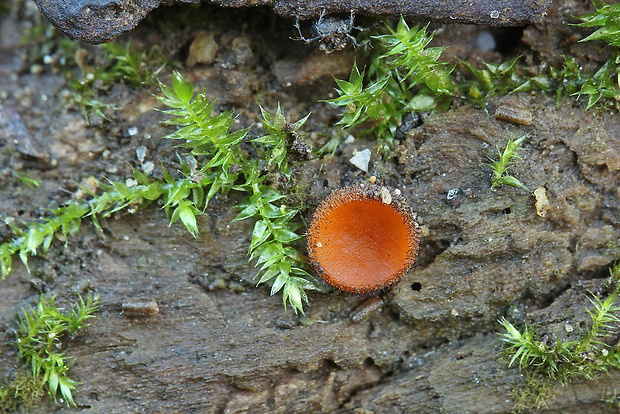 štítovnička Scutellinia sp.