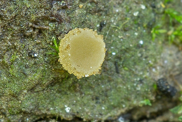 pahrobnička ponorená Sepultariella cf. semi-immersa (P. Karst.) Kutorga