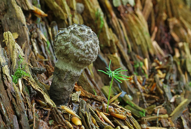 šiškovec šupinatý Strobilomyces strobilaceus (Scop.) Berk.