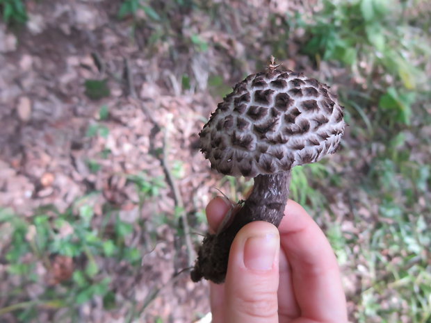 šiškovec šupinatý Strobilomyces strobilaceus (Scop.) Berk.