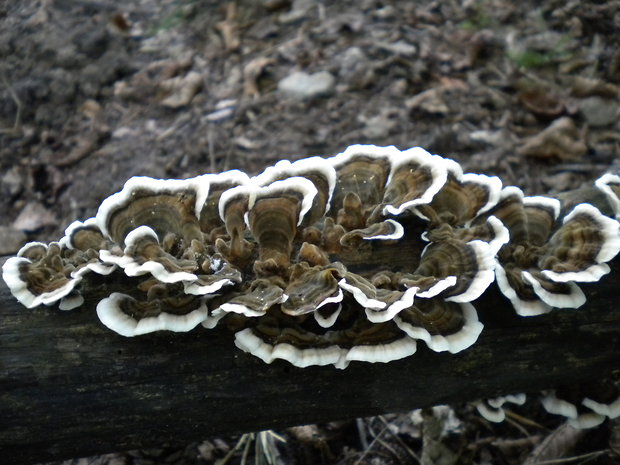 trúdnikovec pestrý Trametes versicolor (L.) Lloyd