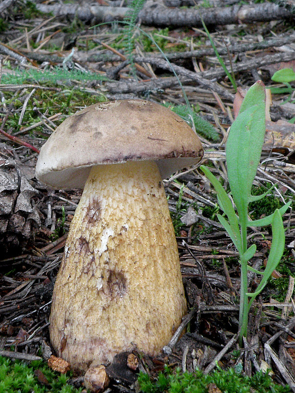 podhríb žlčový Tylopilus felleus (Bull.) P. Karst.