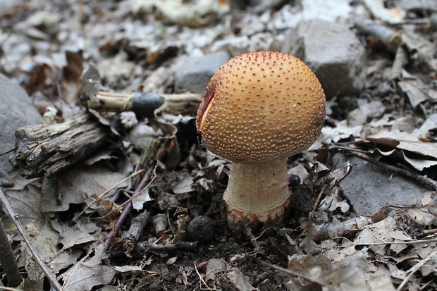 muchotrávka červenkastá Amanita rubescens Pers.