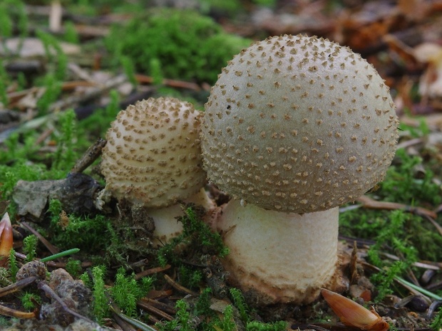 muchotrávka červenkastá Amanita rubescens Pers.